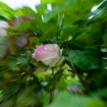 rose-zoom.jpg