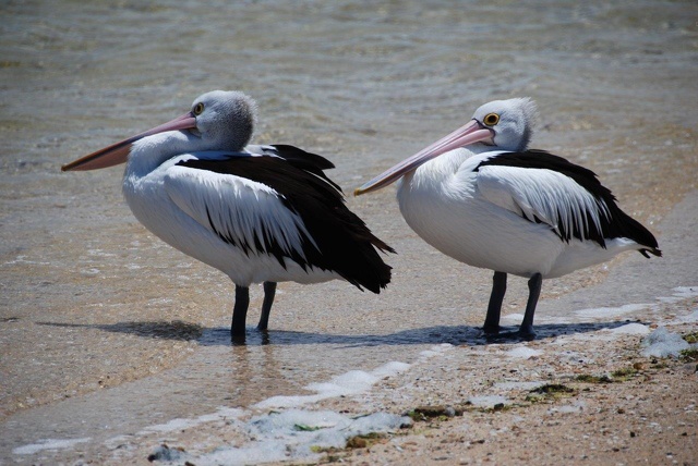 L.Lonjon - pelican.jpg